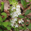 Foto von Besonderheit Orchis purpurea