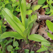 Blätterfoto Orchis purpurea