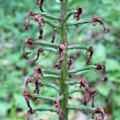 Fruchtfoto Orchis purpurea