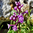 Portraitfoto Orchis quadripunctata