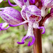 Portraitfoto Orchis simia