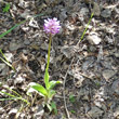 Habitusfoto Orchis simia