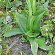 Blätterfoto Orchis simia