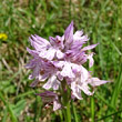 Blütenfoto Orchis tridentata