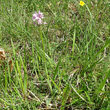 Habitusfoto Orchis tridentata