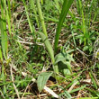Blätterfoto Orchis tridentata