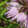 Foto von Besonderheit Orchis tridentata