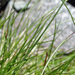 Blätterfoto Oreochloa disticha