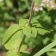 Blätterfoto Origanum vulgare