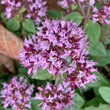 Portraitfoto Origanum vulgare