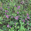 Habitusfoto Origanum vulgare