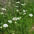 Habitusfoto Orlaya grandiflora