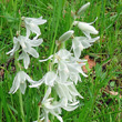 Portraitfoto Ornithogalum nutans