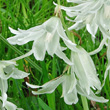 Blütenfoto Ornithogalum nutans