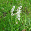 Habitusfoto Ornithogalum nutans