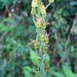 Fruchtfoto Ornithogalum pyrenaicum