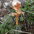 Habitusfoto Orobanche alba