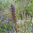 Habitusfoto Orobanche arenaria