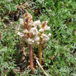 Habitusfoto Orobanche artemisiae-campestris