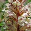 Foto von Besonderheit Orobanche artemisiae-campestris