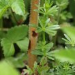 Foto von Besonderheit Orobanche caryophyllacea