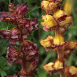Blütenfoto Orobanche gracilis