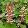 Habitusfoto Orobanche hederae