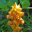 Portraitfoto Orobanche lucorum