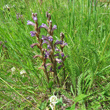 Habitusfoto Orobanche purpurea
