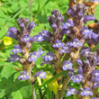 Bl&uuml;tenfoto Orobanche ramosa
