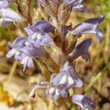 Portraitfoto Orobanche ramosa