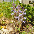 Habitusfoto Orobanche ramosa