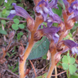 St&auml;ngel-/Stammfoto Orobanche ramosa