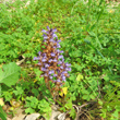 Foto von Besonderheit Orobanche ramosa