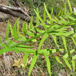 Blätterfoto Osmunda regalis