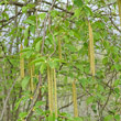 Portraitfoto Ostrya carpinifolia