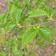 Blätterfoto Ostrya carpinifolia