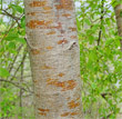 Foto von Besonderheit Ostrya carpinifolia