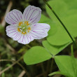 Portraitfoto Oxalis acetosella