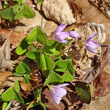 Habitusfoto Oxalis acetosella