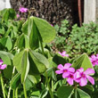 Blätterfoto Oxalis articulata Savigny