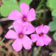 Portraitfoto Oxalis articulata Savigny