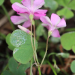 Foto von Besonderheit Oxalis articulata Savigny