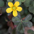 Blütenfoto Oxalis corniculata