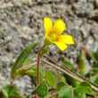 Portraitfoto Oxalis corniculata