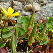 Fruchtfoto Oxalis corniculata