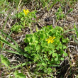 Habitusfoto Oxalis dillenii