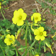 Portraitfoto Oxalis pes-caprae
