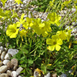 Blütenfoto Oxalis pes-caprae