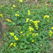Habitusfoto Oxalis pes-caprae